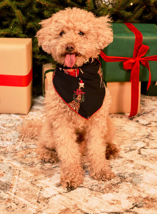 model note: Bear is a cavapoo and is wearing a size S