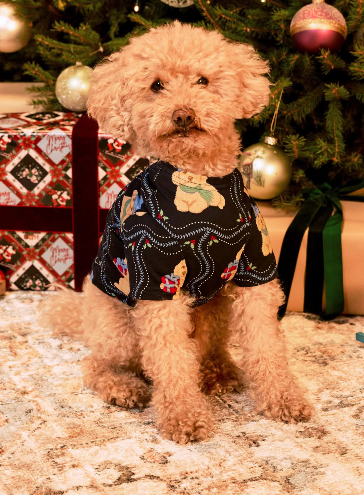 model note: Bear is a cavapoo and is wearing a size S