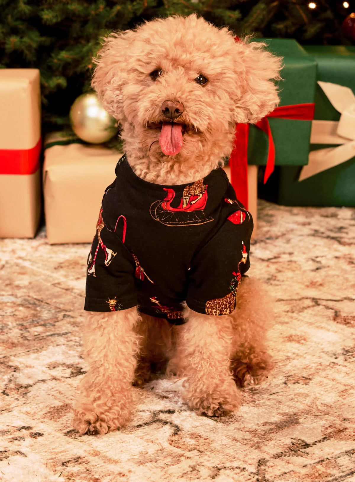 model note: Bear is a cavapoo and is wearing a size S