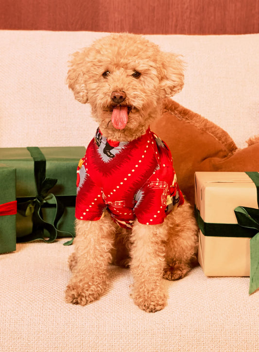 model note: Bear is a cavapoo and is wearing a size S