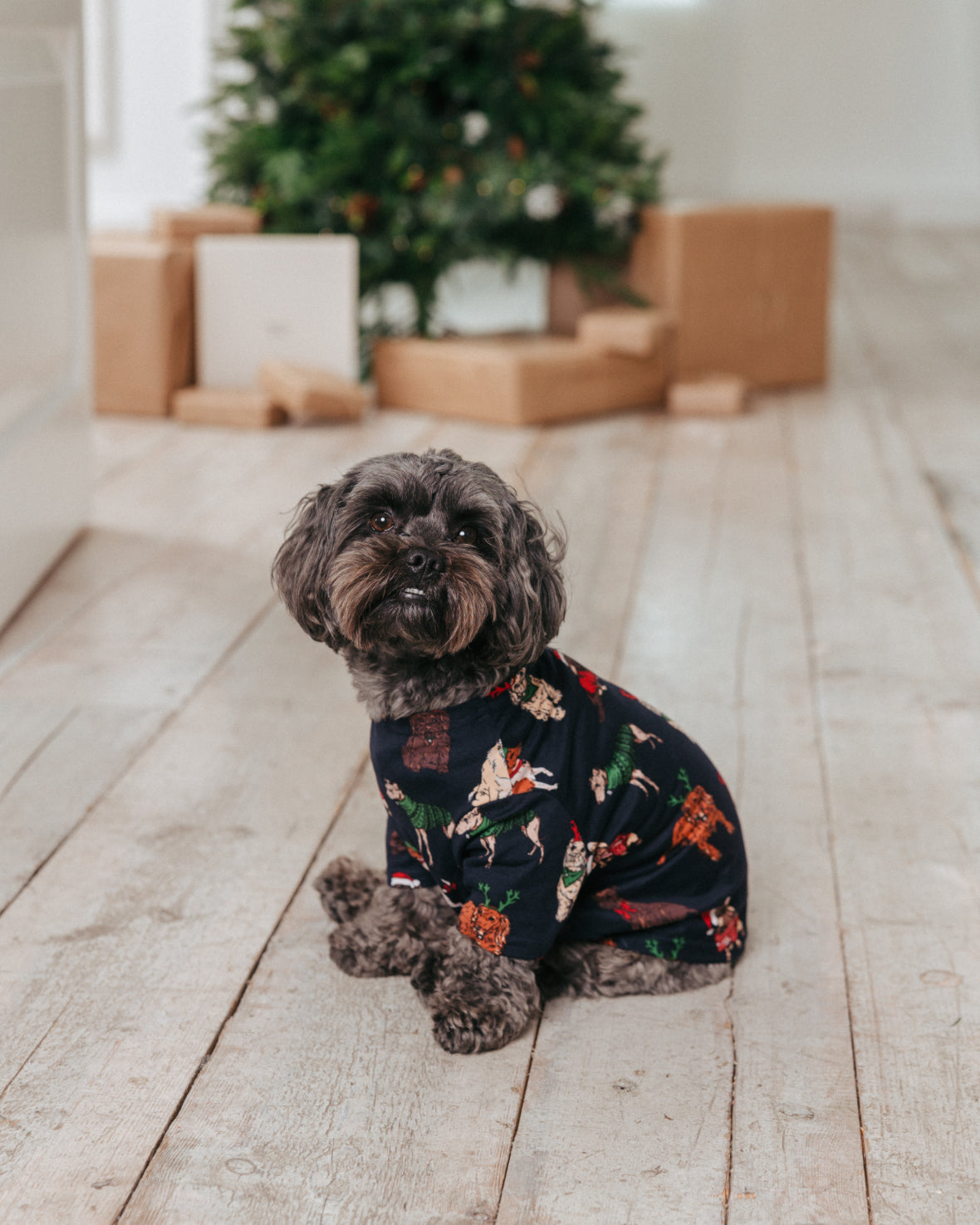 model note: Ollie is a yorkipoo and is wearing a size M