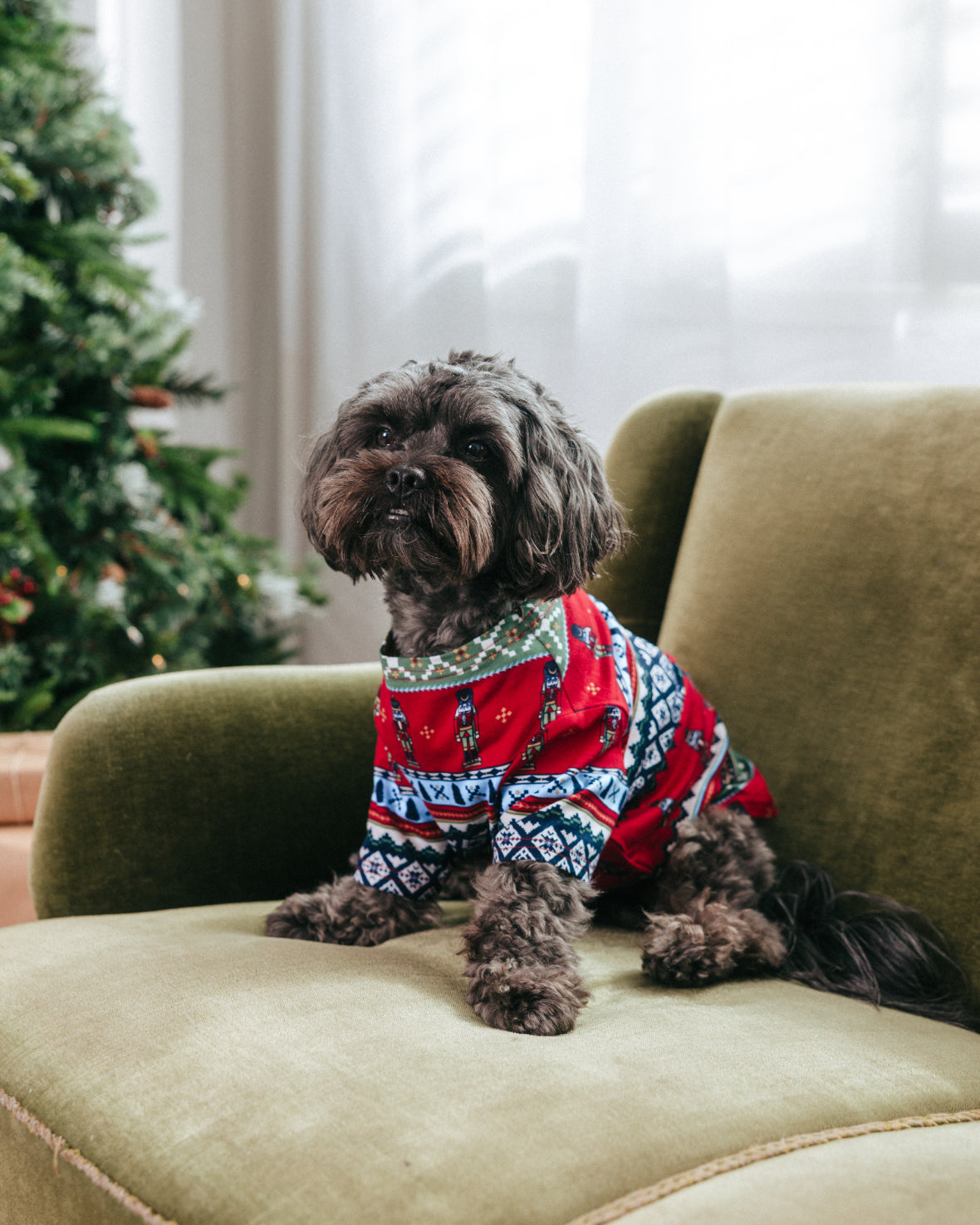 model note: Ollie is a yorkipoo and is wearing a size M