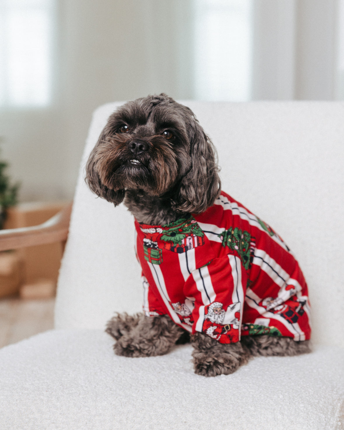 Ollie is a yorkipoo and is wearing a size M