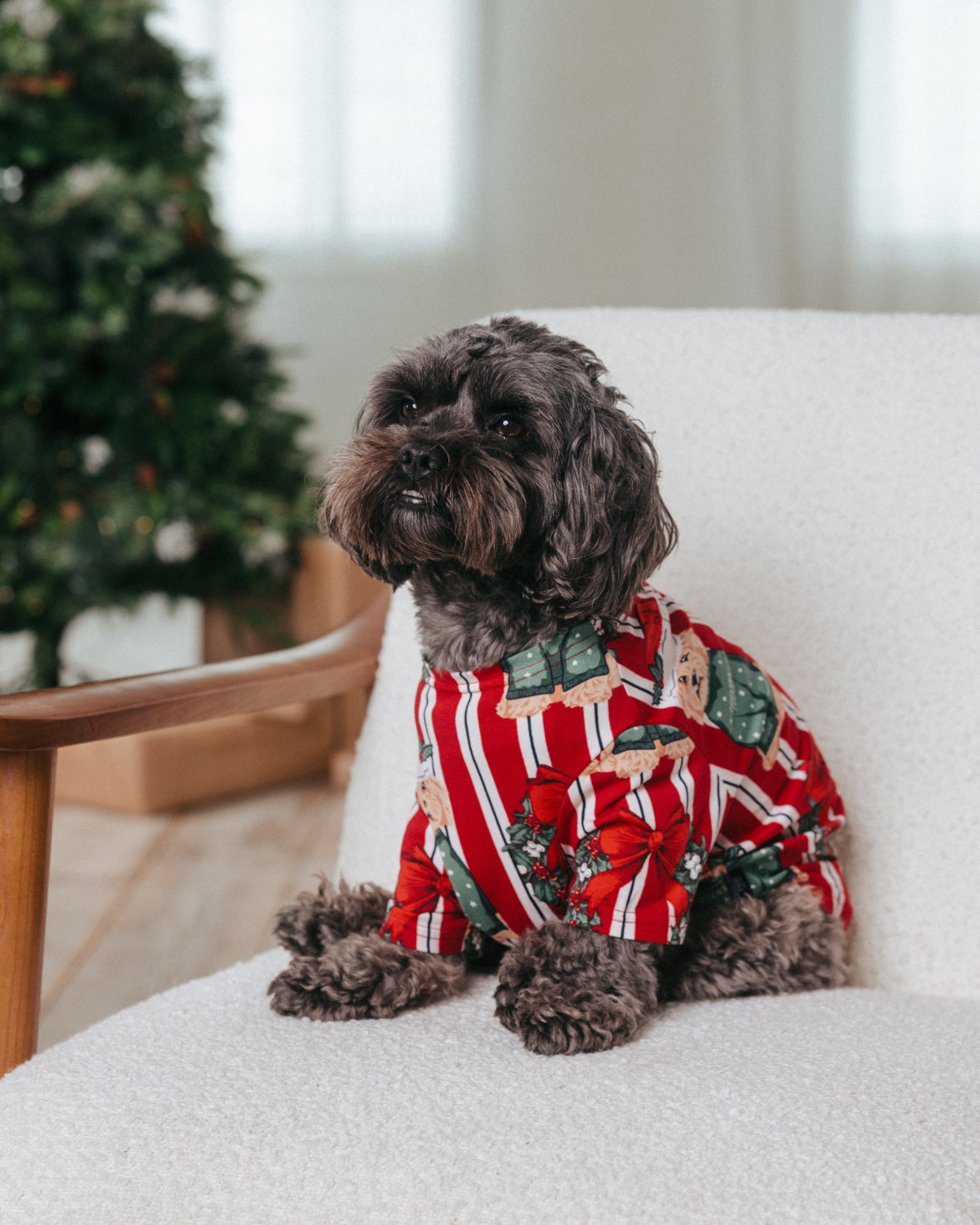 model note: Ollie is a yorkipoo and is wearing a size M