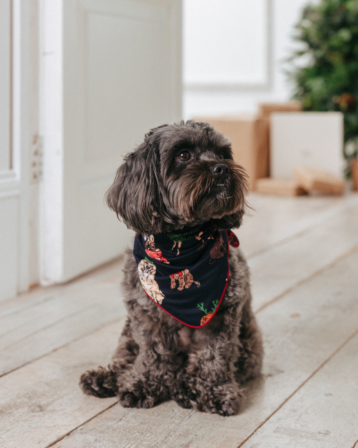 model note: Ollie is a yorkipoo