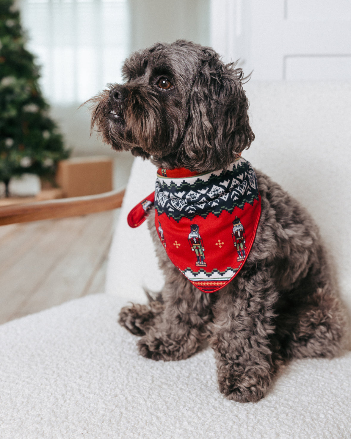 model note: Ollie is a yorkipoo