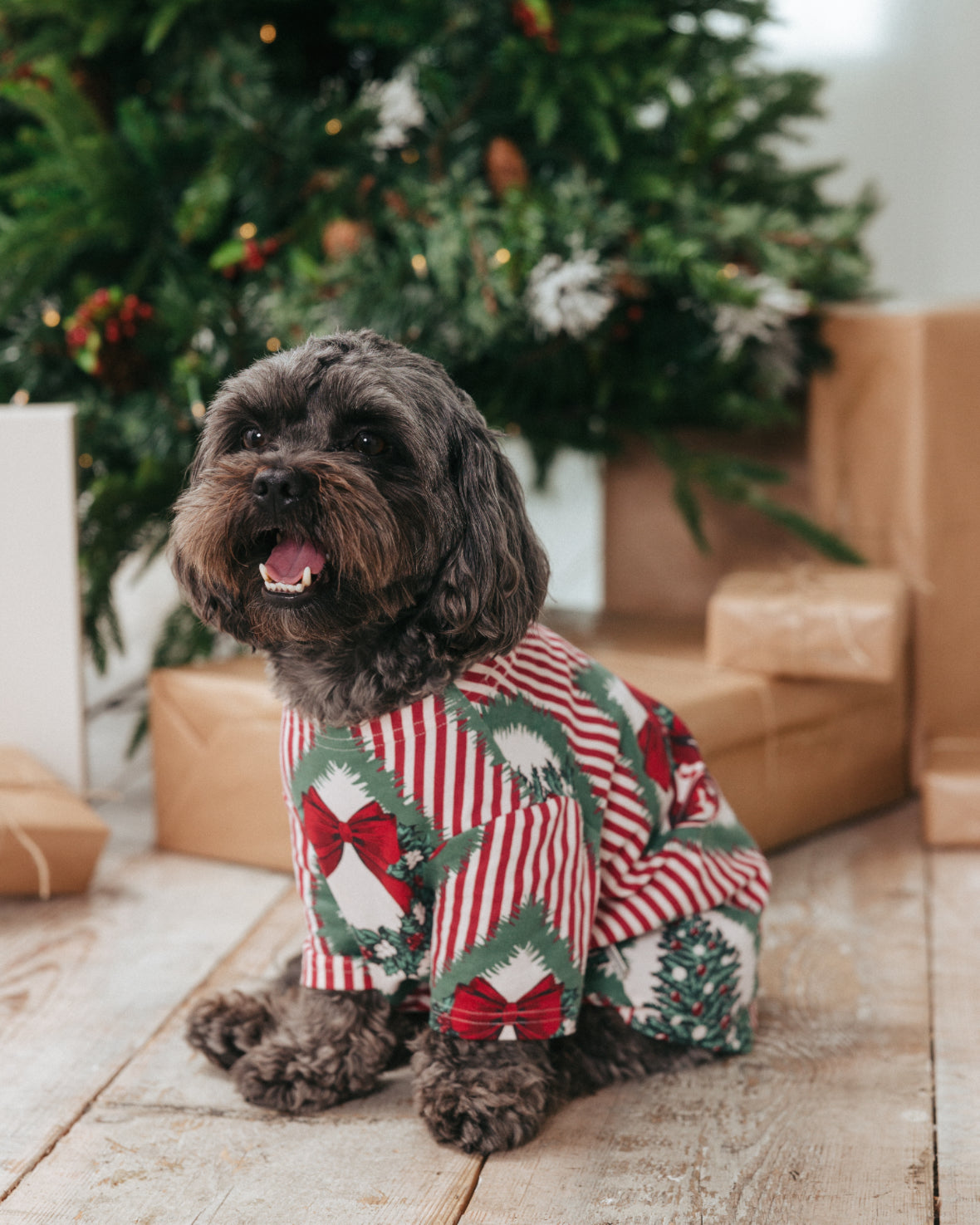 model note: Ollie is a yorkipoo and is wearing a size M