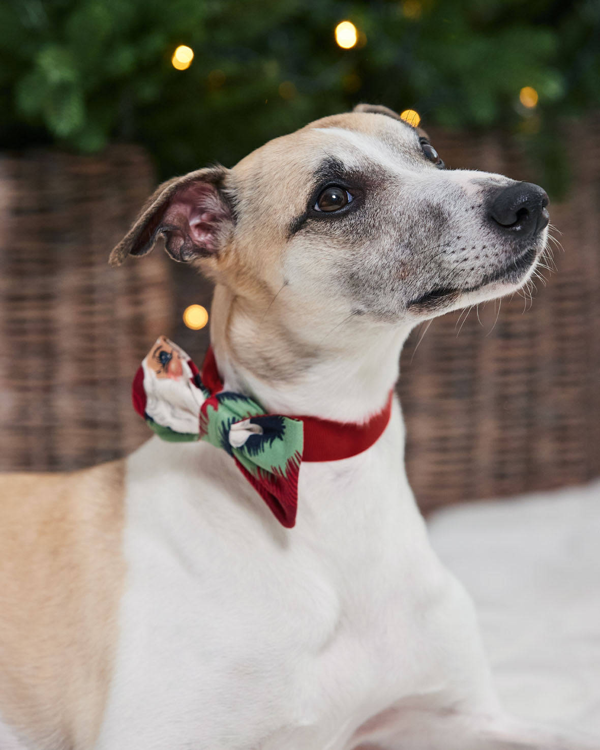 Pets Christmas Jolly Santa Print Bow Tie