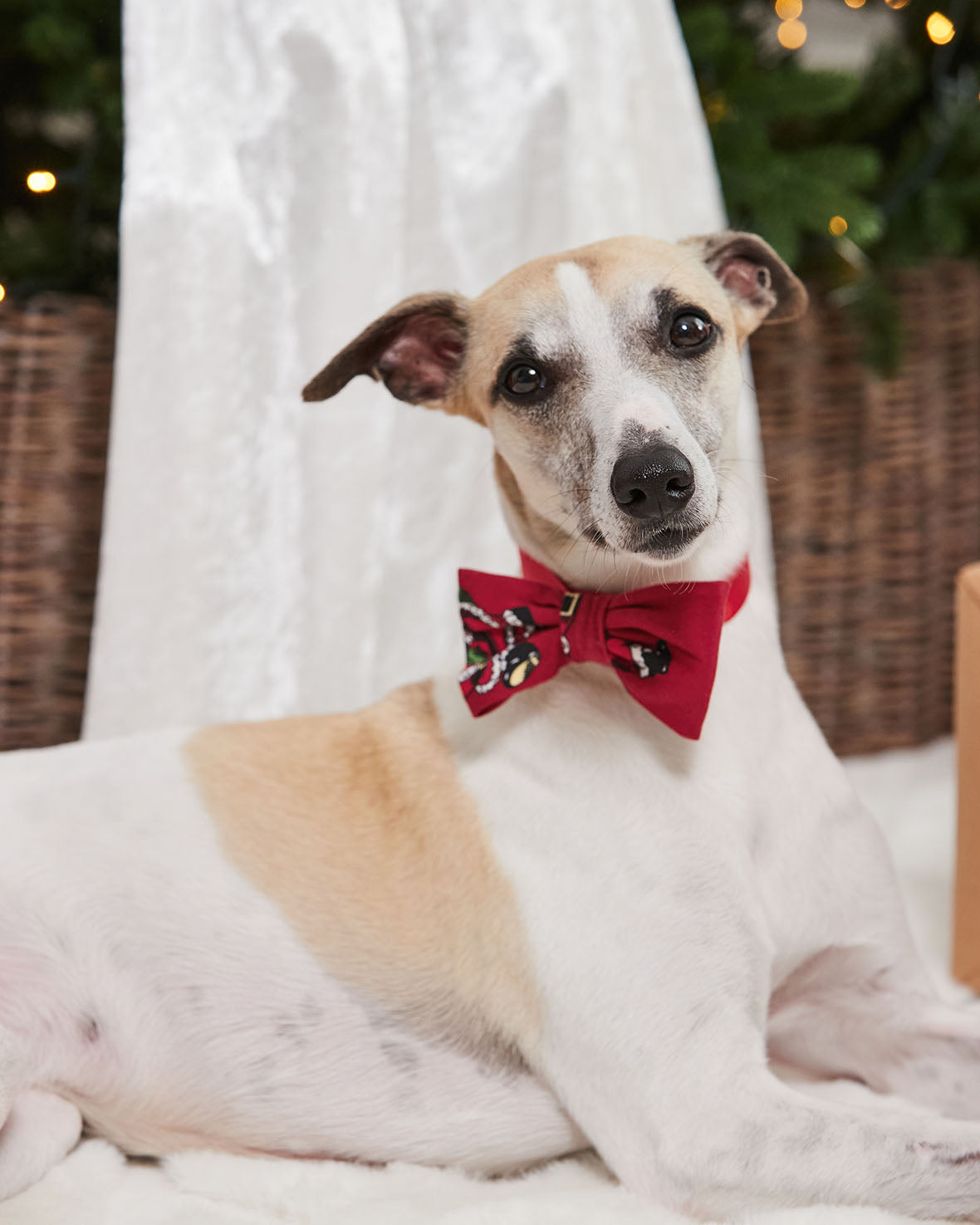 Pets Christmas Santa Snowball Print Bow-Tie