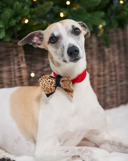 Pets Christmas Leopard Print Bow-Tie