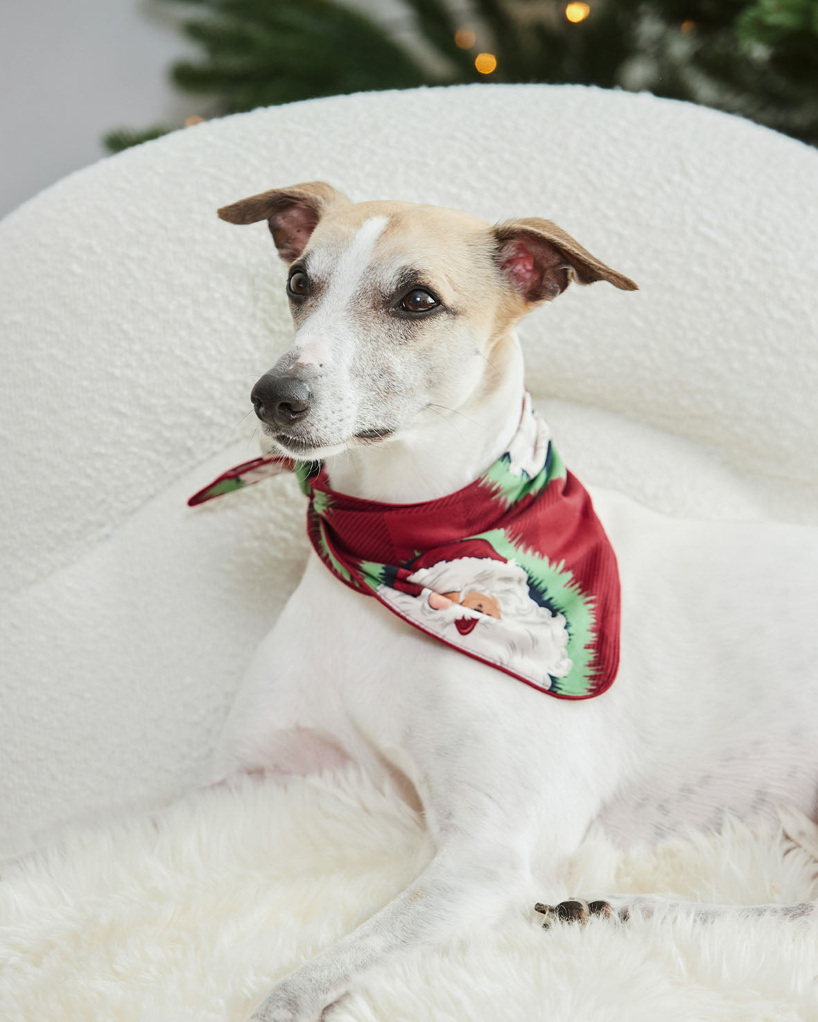 Pets Christmas Jolly Santa Print Neckerchief