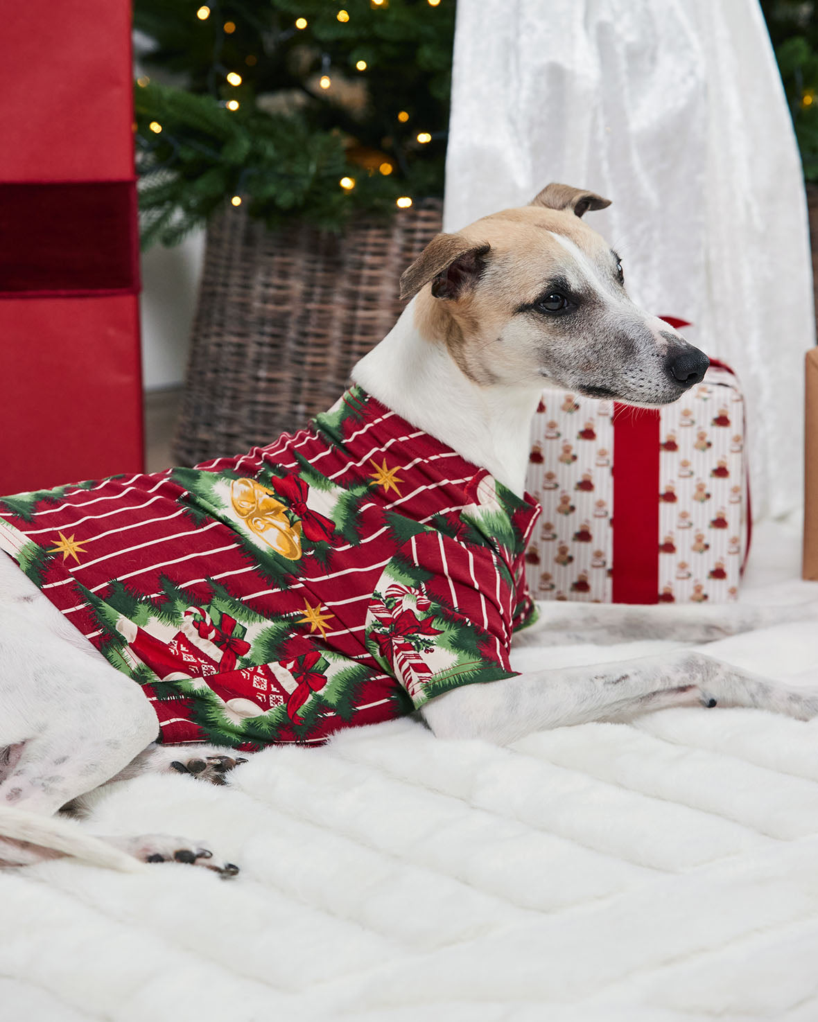 model note: Joey is a Whippet and is wearing a size M