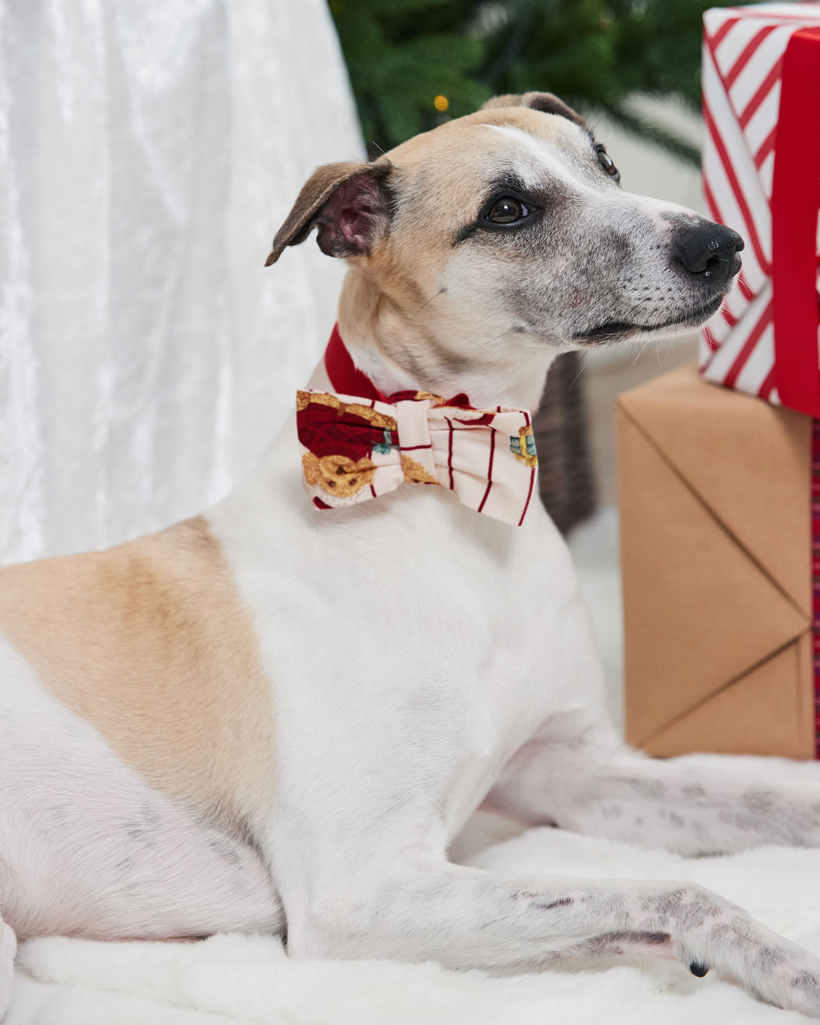 Pets Organic Cotton Chip the Christmas Cockapoo Dog Print Bow-Tie