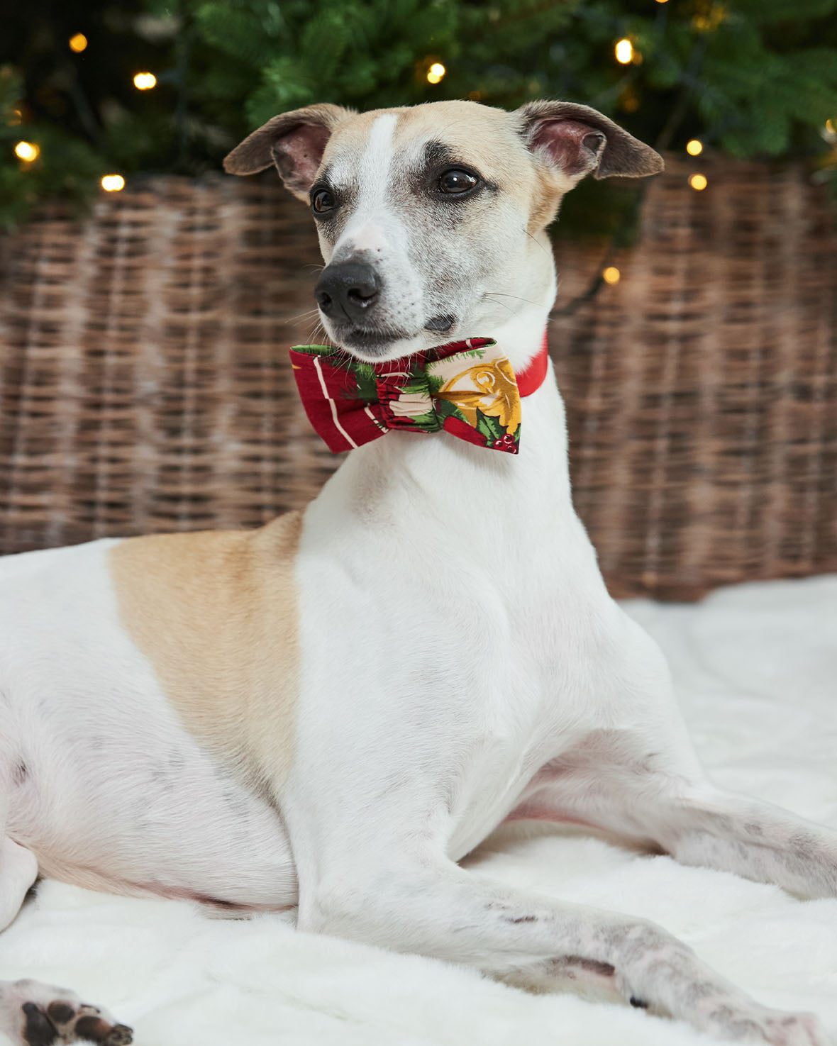 Pets Organic Cotton Christmas Tree Stripe Bow-Tie